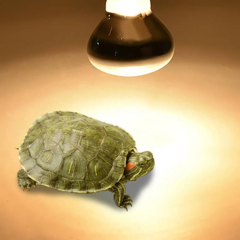 Basking Bulb Halogen - Żarówka halogenowa dla jaszczurek, lampka grzewcza,