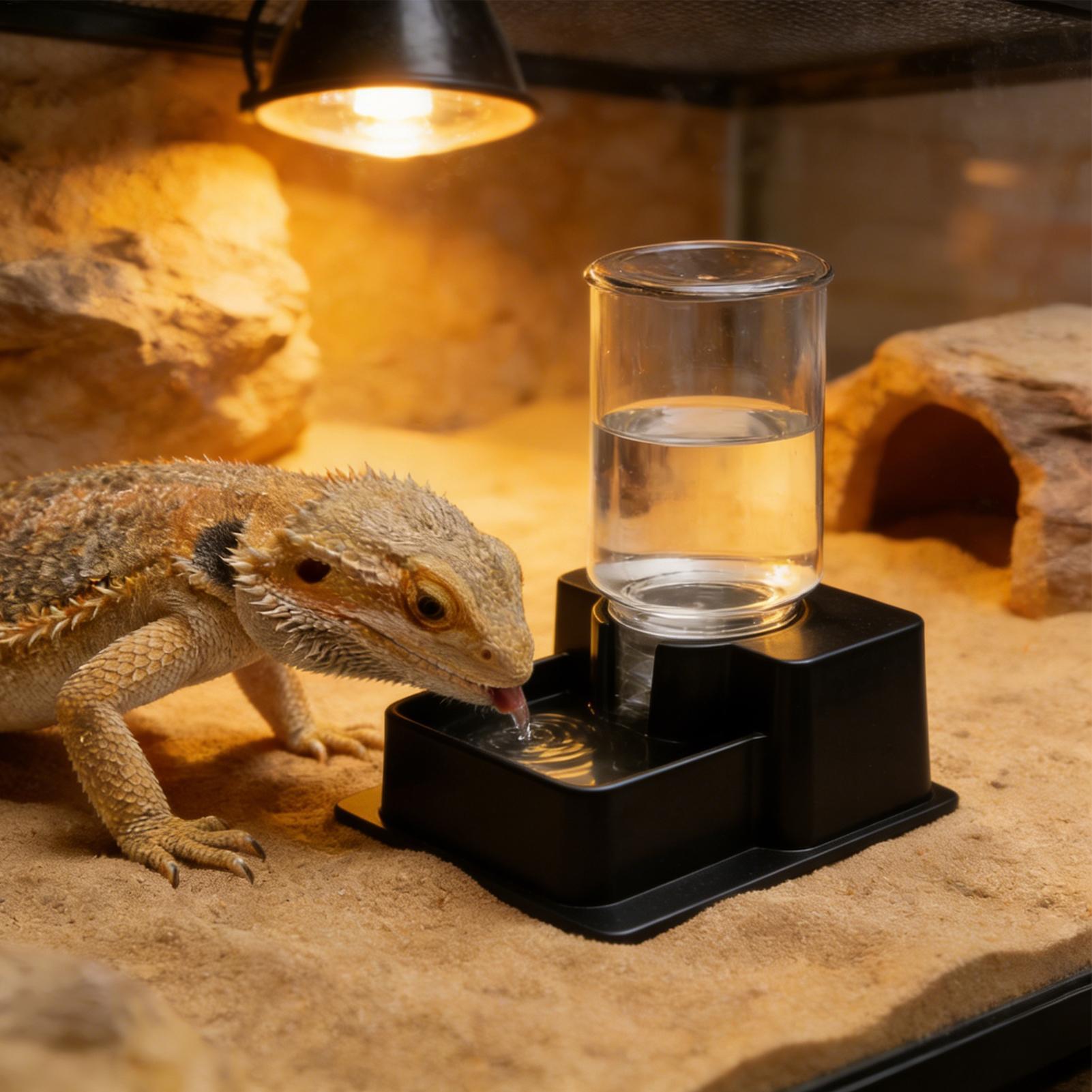 Water Dish Reptile - Fontanna dla agamy brodatą, automatyczna miska