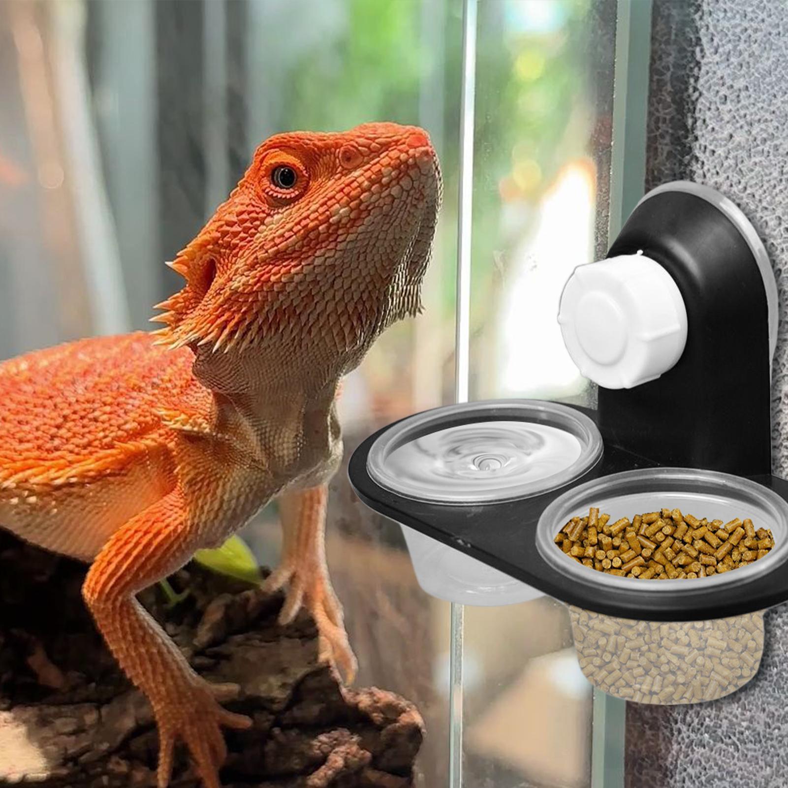 Miska na karmę dla gekonów, po – Water Dish Reptile recenzja i cena