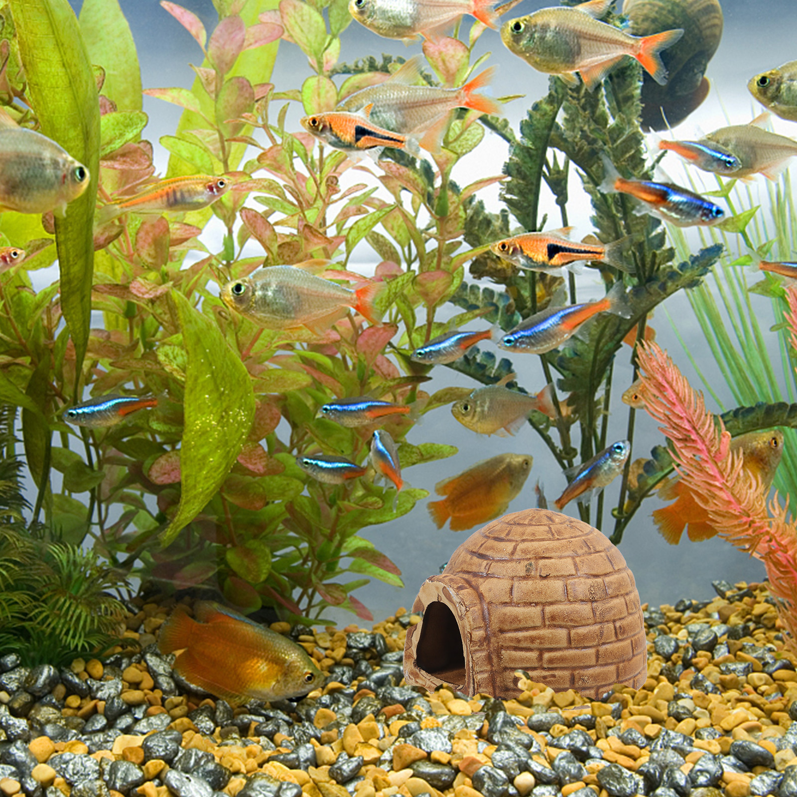 Ceramiczne jaskienki dla pleco – Hide Cave Ceramic recenzja i cena