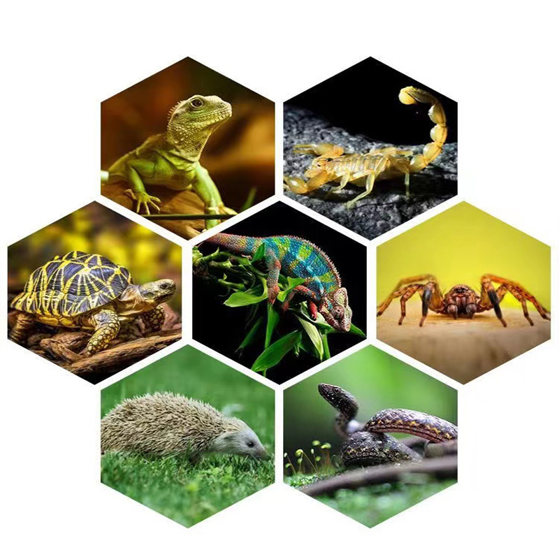 E27 13W/26W lampa Uvb dla gadó – Calcium Powder Reptile recenzja i cena
